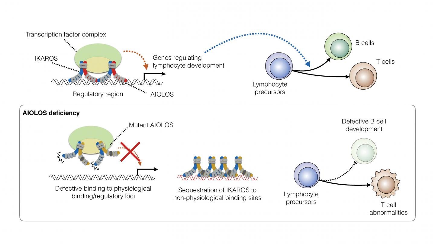 Figure 2. Mutant AIOLOS interfere with IKAROS via heterodimers --Heteromeric interference.
