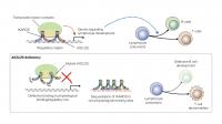 Figure 2. Mutant AIOLOS interfere with IKAROS via heterodimers --Heteromeric interference.