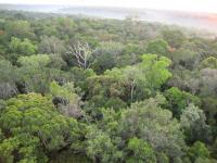 Amazon Trees