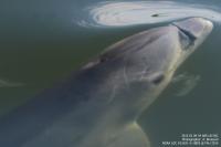 Dolphin Calf Entangled in Fishing Line Only Lived Two Years Following Rescue