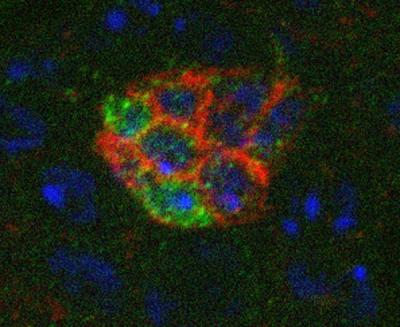 Stem Cell Chicken and Egg Debate Moves to Unlikely Arena: The Testes