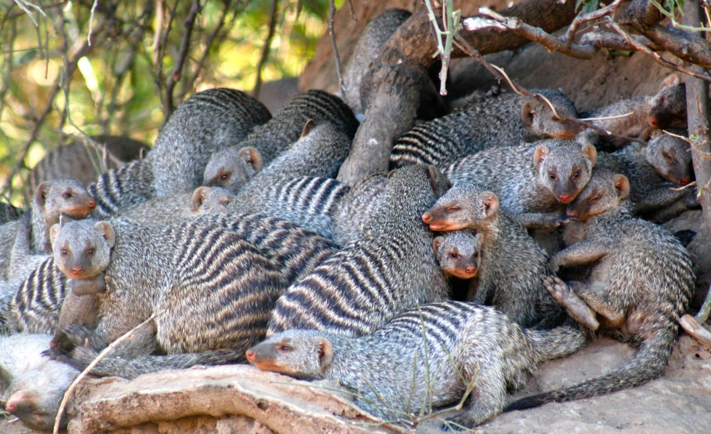 Mongoose