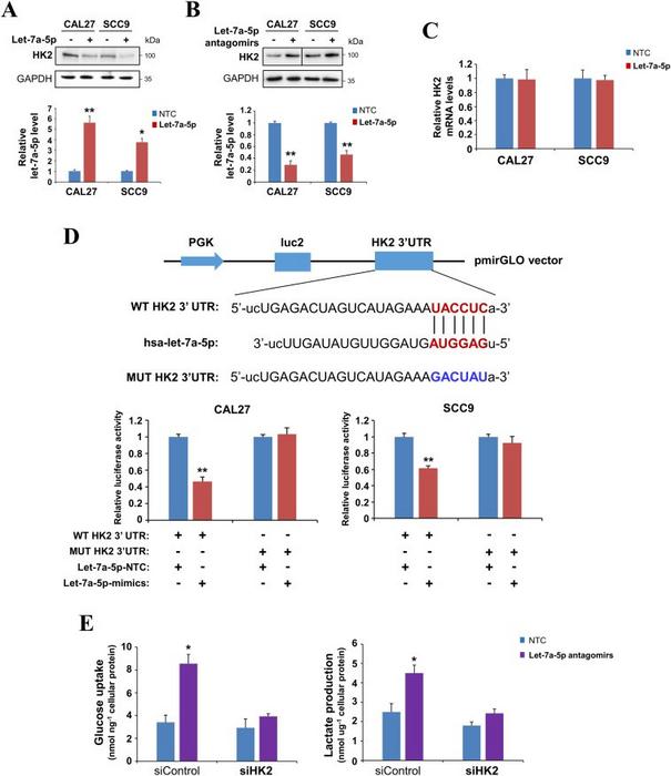 Let-7a-5p inhibits HK2 expression by directly targeting its 3'-UTR in oral squamous cell carcinoma cells.