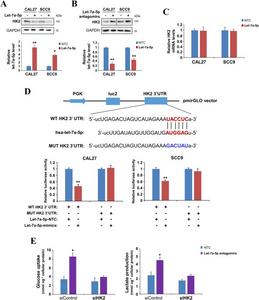 Let-7a-5p inhibits HK2 expression by directly targeting its 3'-UTR in oral squamous cell carcinoma cells.