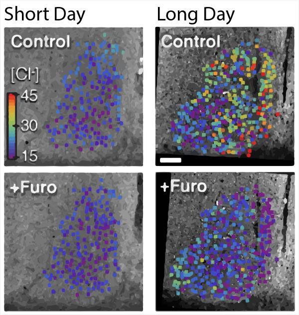 Exposure to Long Days Leads to Increased Chloride in the SCN