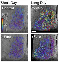 Exposure to Long Days Leads to Increased Chloride in the SCN
