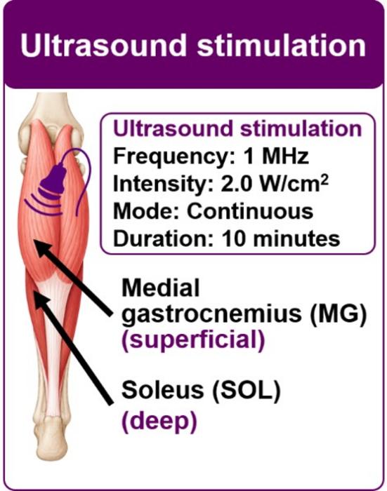 Ultrasound stimulation reduces passive stiffness in the deep soleus muscle