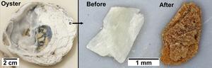 Oyster shell and shell fragment before and after rare earth element uptake.