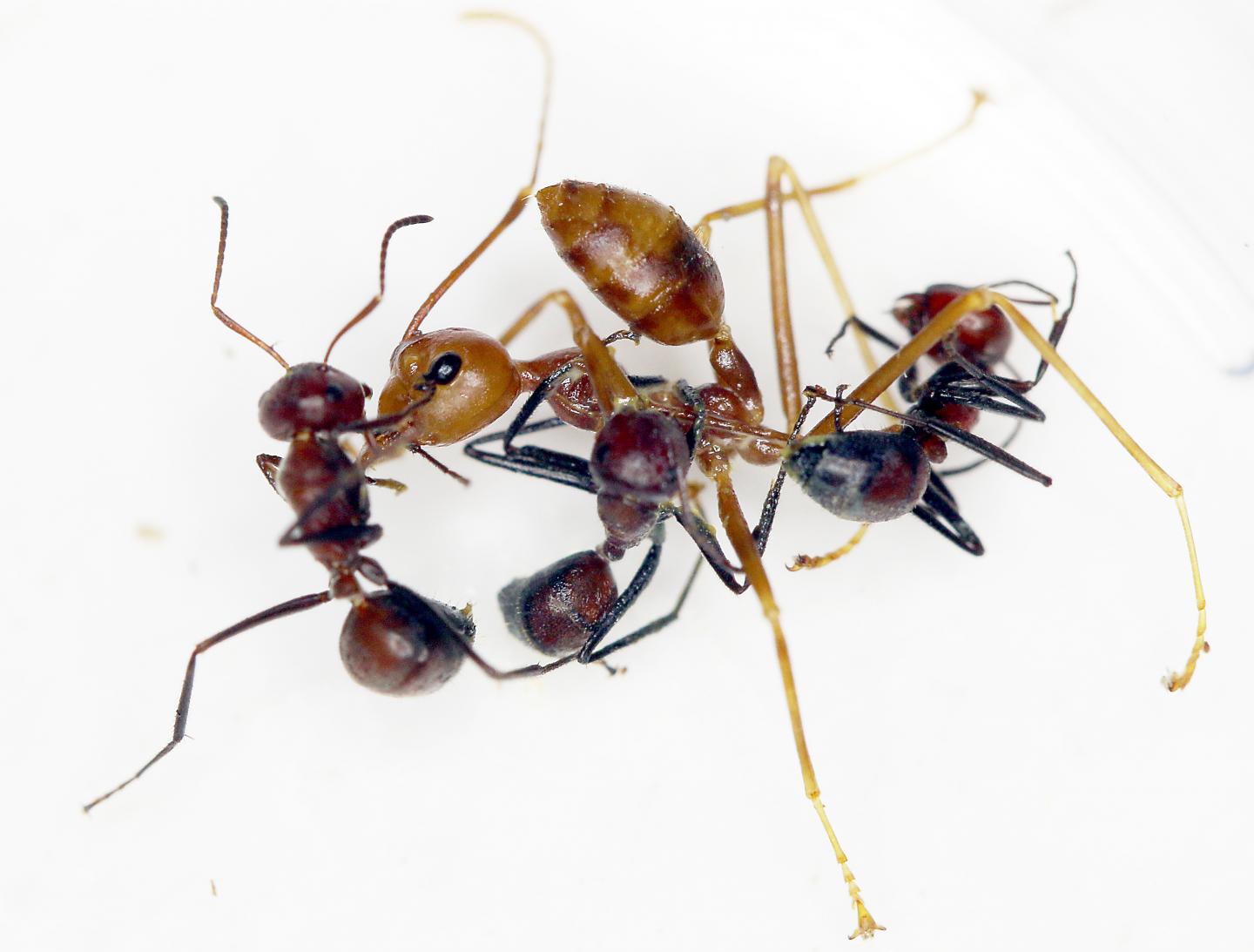 Exploding Behavior of <em>C. explodens</em>