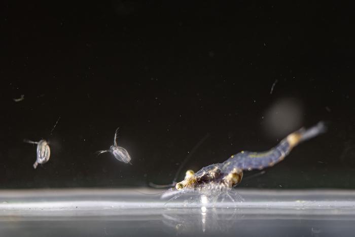 The study organism Limnomysis benedeni, along with some water fleas (Daphnia magna) used as prey