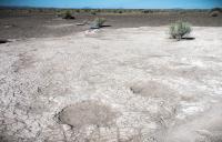 Mammoth Trackway in South Central Oregon