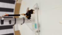 Bee in the Flight Mill