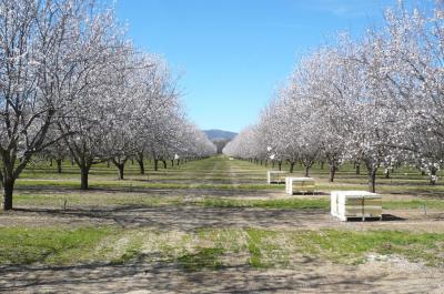 Honey Bee Hives