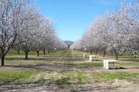 Honey Bee Hives