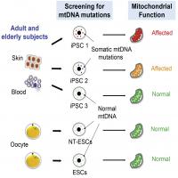 Human iPSCs From Older Adults Carry More mtDNA Mutations