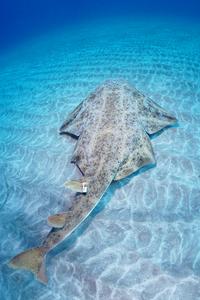 A tagged angelshark