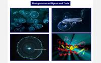 NSF Congratulates 2008 Nobel Laureates in Physics, Chemistry and Economics (2 of 2)