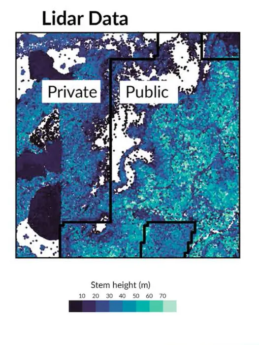 Lidar-derived maps of individual trees