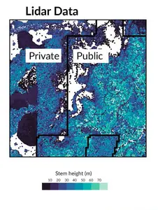 Lidar-derived maps of individual trees