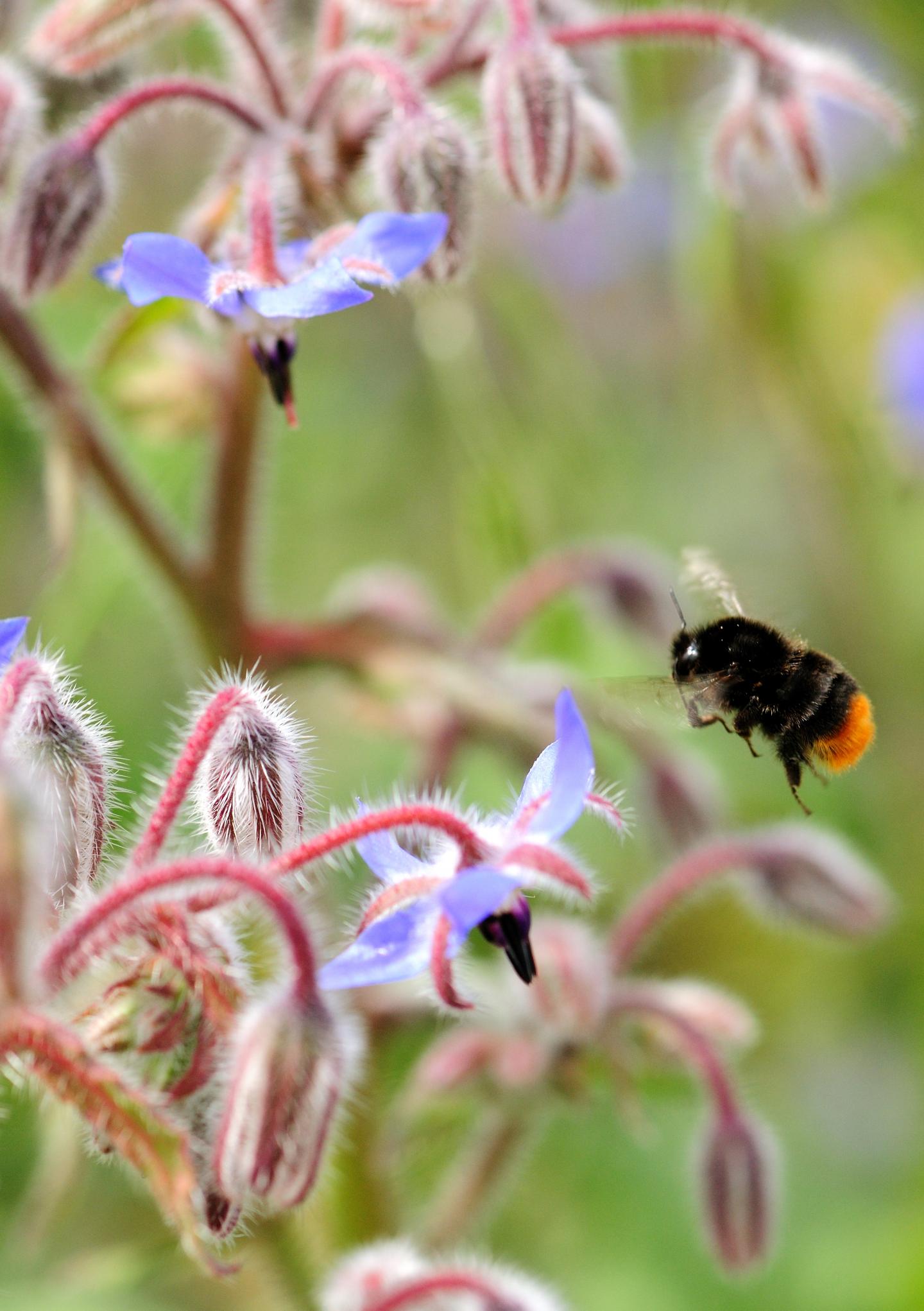 <i>Bombus lapidarius</i>
