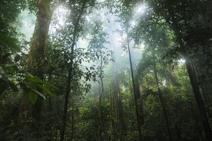 Forest