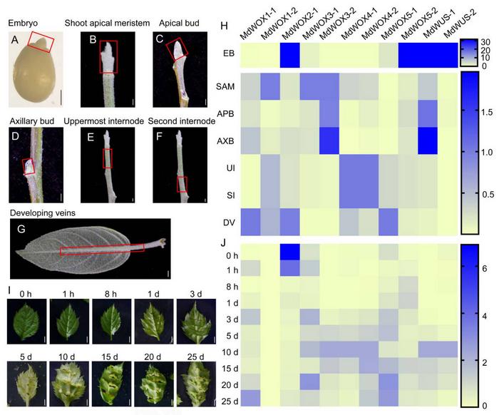 Tissue expression patterns and expression changes during the LBS process in the modern clade of the WOX gene family in Malus.
