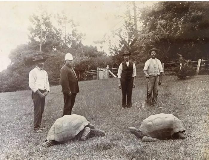 Jonathan arrived in St Helena 144 years ago, already fully grown