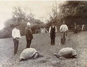 Jonathan arrived in St Helena 144 years ago, already fully grown