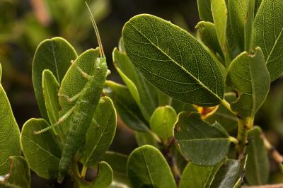 Stick Bugs Reveal Predictable Processes of Evolution (6 of 12)