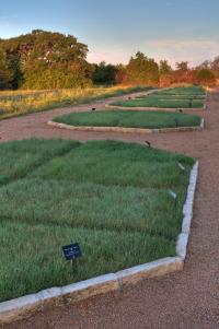 Lawn Research Plots
