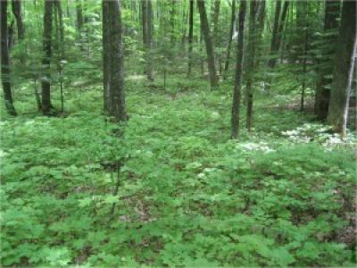 Forest Without Earthworms