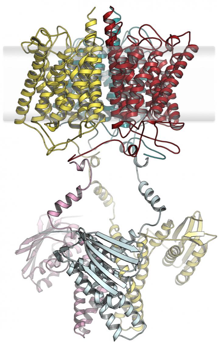 Microbial Signal Recognition Stems from Existing Building Blocks