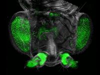 Fruit Fly (2 of 2)