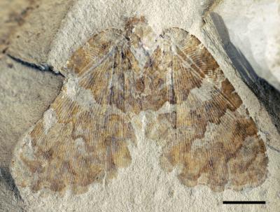 <I>Undulopsychopsis alexi</I> gen. et sp. n.