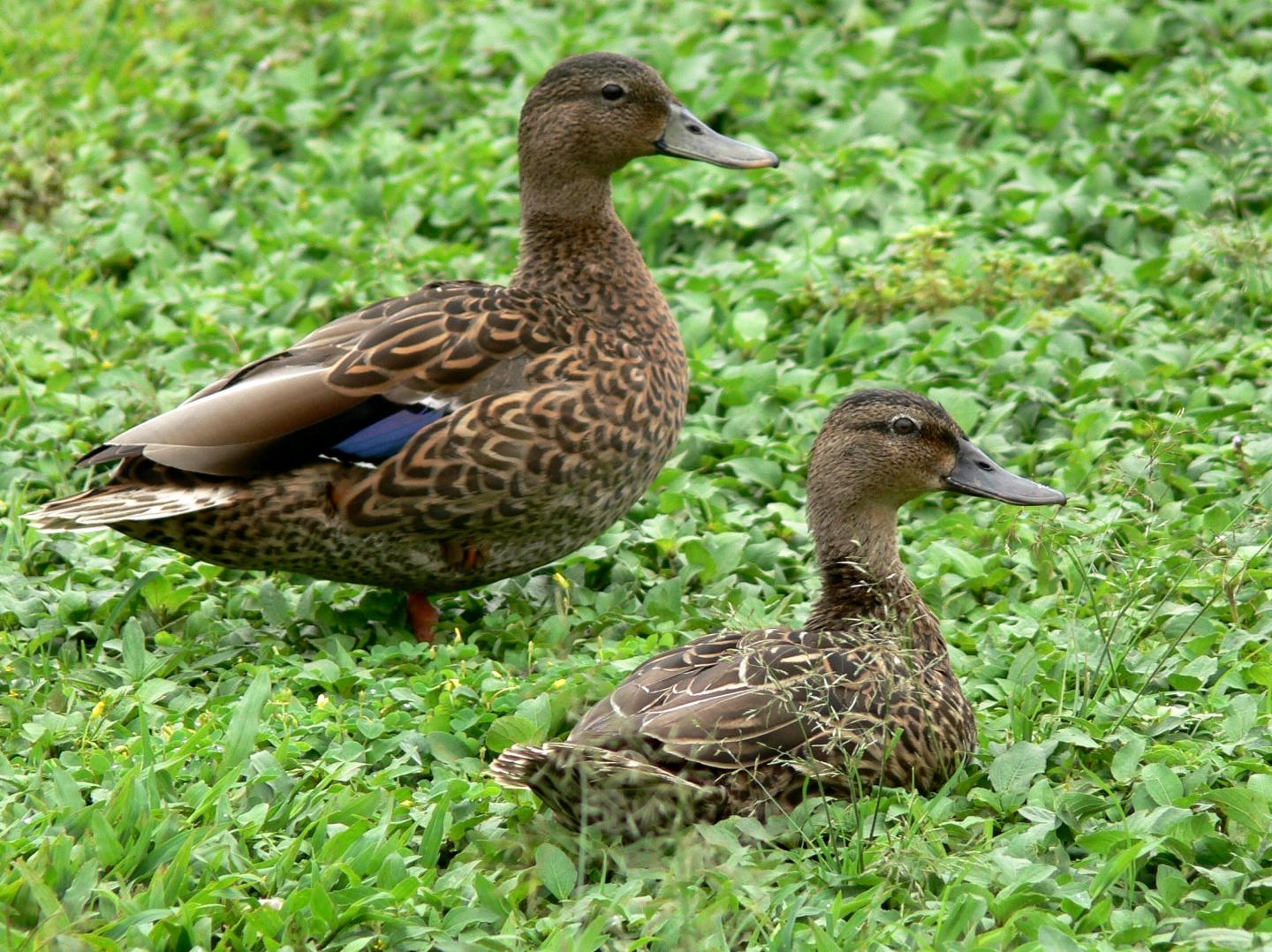 Two Koloa