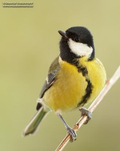 Female Great Tit (<i>Parus major</i>)
