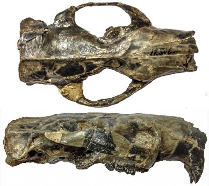 Skull of <I>Paramys</I>