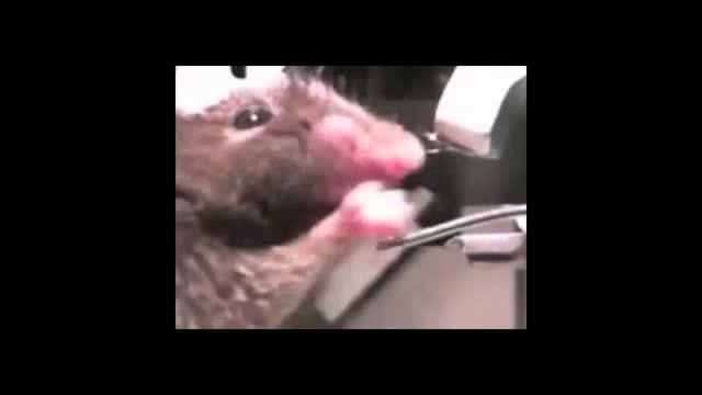 Scientists Turn Tastes On and Off by Manipulating Brain Cells