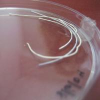 Scaffolding Fibers
