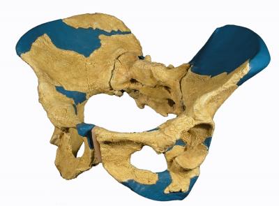 <i>Homo Erectus</i> Moms Birthed Large-Brained Infants (2 of 3)