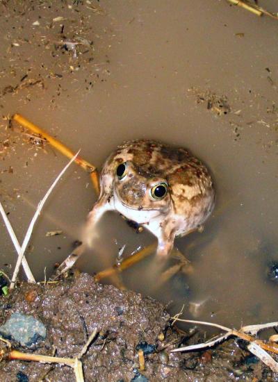 Female Toads Open-Minded in Mate Search (1 of 5)