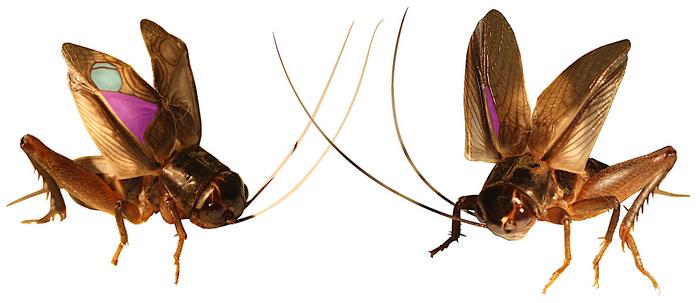 Hawaiian Field Crickets