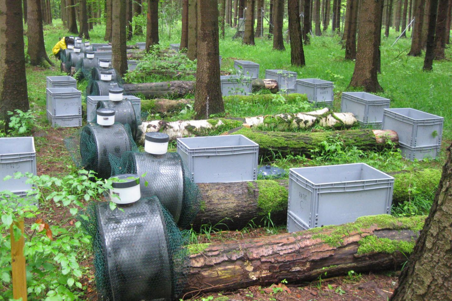 Deadwood Logs