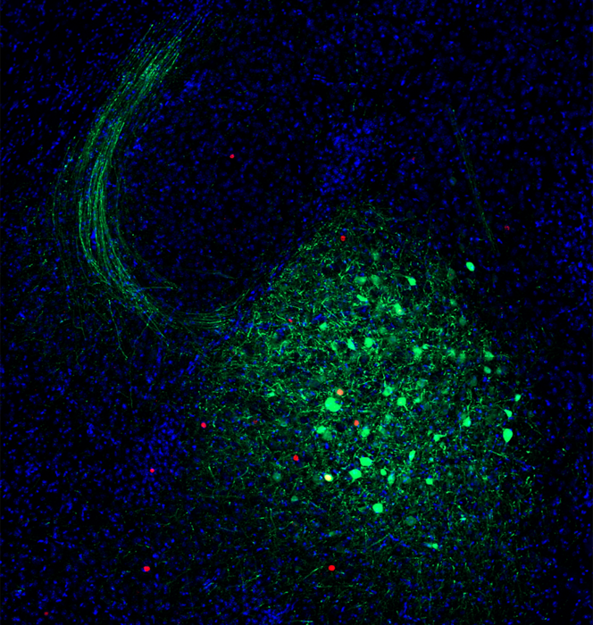 Social transmission of memory