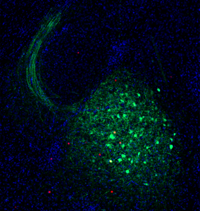 Social transmission of memory