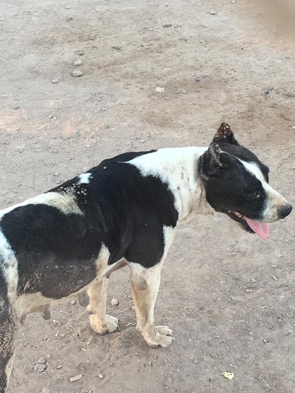 Dog with Ticks