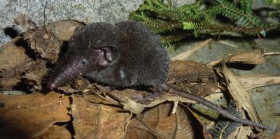 <i>Crocidura sapaensis</i> (1 of 2)