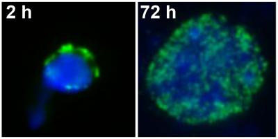Plant Seed Nucleus
