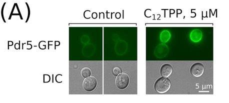 Yeast Cells Accumulating Pdr5-GFP Hybrid Protein (under a Fluorescence Microscope)