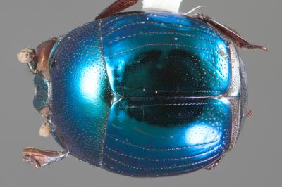 <i>Baconia carinifrons</i>